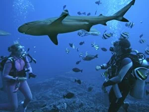 Images Dated 29th April 2005: Black-tip / Blacktip Reef shark & Diver Valerie Black-tip / Blacktip Reef shark & Diver Valerie