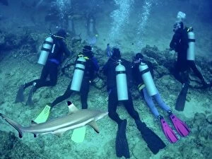 Black-tip / Blacktip Reef Shark & divers - Diving