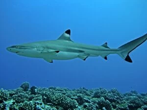 Black-tip / Blacktip Reef shark - male - considered harmless to man these sharks are found in shallow water around
