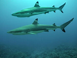 Black-tip / Blacktip Reef shark - A male swimming above a female Black-tip / Blacktip Reef shark, Not considered dangerous to man these smallish sharks inhabit onshore reefs. They are often seen hunting in very shallow water