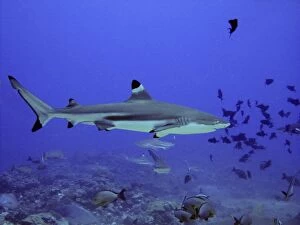 Black-tip / Blacktip Reef Shark - Swimming through fish