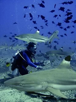 Black-tip / Blacktip Reef Sharks - Dive master hand feeding