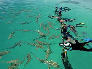 Images Dated 18th April 2005: Black-tip / Blacktip Reef SHARKS - gather on one