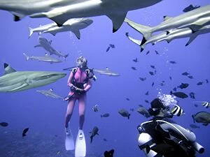 Feed Gallery: Black-tip / Blacktip Reef SHARKS - These harmless