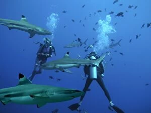 Black-tip / Blacktip Reef sharks - Males swimming