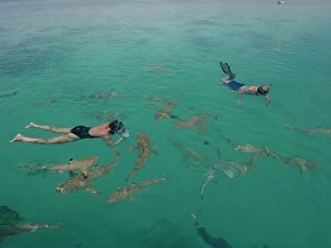 Black-tip / Blacktip Reef SHARKS- Snorkellers swimming