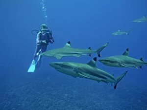 Black-tip / Blacktip Reef SHARKS - swimming in