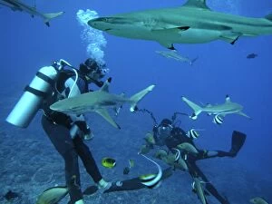 Black-tip / Blacktip Reef sharks - Underwater photographer