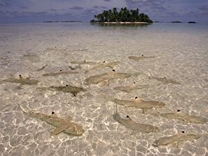 Black-tip / Blacktip Reef SHARKS - In water so shallow they stir up the sand