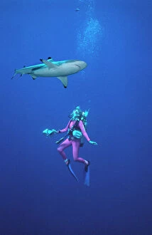 Pacific Gallery: Black-tip / Blacktip Reef - Swims over diver, camera
