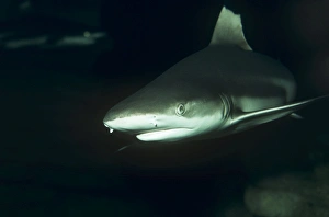 Images Dated 26th August 2008: Black Tip Reef Shark
