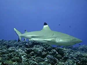 Seabed Prints: Black Tip Reef Shark Female with recent mating scars Moorea, French Polynesia
