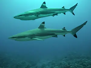Couples Prints: Black Tip reef shark - A male swimming above a female Black Tip reef shark