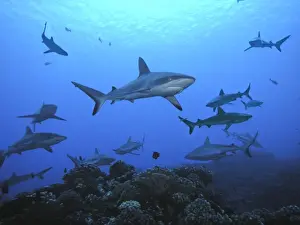 Black Tip Prints: Black Tip reef sharks - Female Black Tip