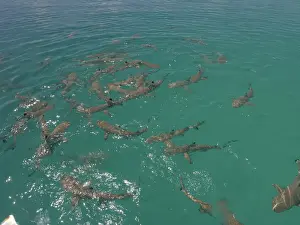 Black Tip Prints: Black Tip reef sharks - Female Black tips waiting in a shallow lagoon where they will give birth before returning to
