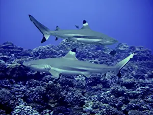 Black Tip Prints: Black Tip Reef Sharks Males swimming along reef edge Moorea, French Polynesia