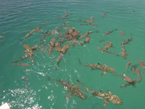 Black Tip Prints: Black Tip reef sharks - In a small frenzy after a piece of fish has been thrown in the water