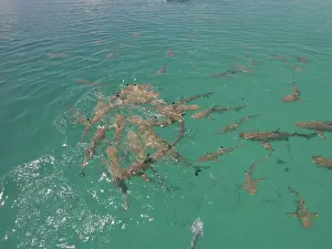 Black Tip reef sharks - In a small frenzy after a piece of fish has been thrown in the water. These sharks are about a meter to a meter and a half in length. The Blue Lagoon, French Polynesia