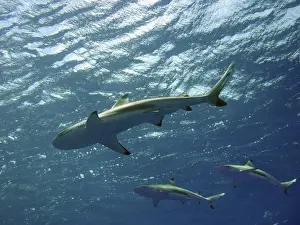 Black Tip Prints: Black Tip Reef Sharks Underwater, swimming overhead Moorea, French Polynesia