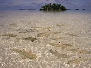 Lagoons Prints: Black Tip reef sharks - In water so shallow they stir up the sand