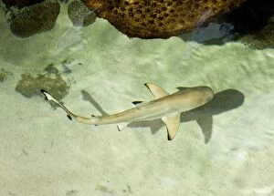 Images Dated 11th December 2008: Black-tipped Shark - Philipines