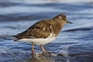 Black Turnstone