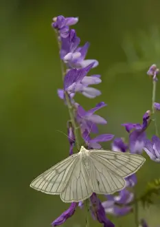 Black Veined Prints: Black-veined moth. Very rare in UK