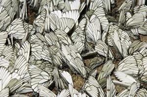 Butterflies Collection: Black-veined White Butterflies - concentration near a puddle, rare but very characteristic quantity