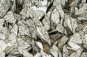 Black-veined White Butterflies - concentration near a puddle, rare but very characteristic quantity explosion of this species which feeds (when in caterpillar form) primarily on birches; June; South Tuva, Russia Tu32. 3003