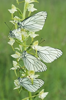 Black-Veined White Butterflies - x five on flower Black-Veined White Butterflies - x five on flower