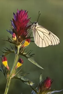 Black-veined White Butterfly - on Field cow-wheat (Melampyrum arv)