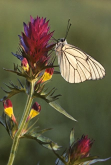 Black-veined White Butterfly - on Field cow-wheat (Melampyrum arv) Black-veined White Butterfly - on Field cow-wheat (Melampyrum arv)