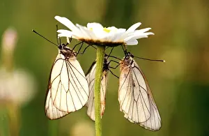 Vein Prints: BLACK-VEINED WHITE BUTTERFLY - Three on flower