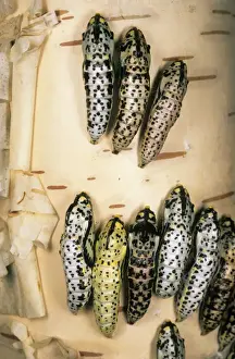 Birches Prints: Black-veined White Butterfly - masses of pupae on birch-tree bark (all colours of same species)