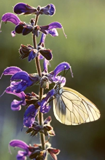 Black-veined White Butterfly - on Meadow Clary / Meadow Sage (Salvia pratens) Black-veined White Butterfly - on Meadow Clary / Meadow Sage (Salvia pratens)