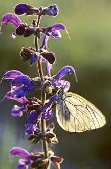 Sage Prints: Black-veined White Butterfly - on Meadow Clary / Meadow Sage (Salvia pratens) - France