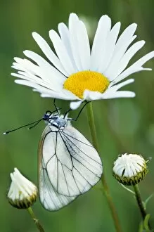 Black-veined White Butterfly - on Oxeye Daisy (Leucanthemum v)