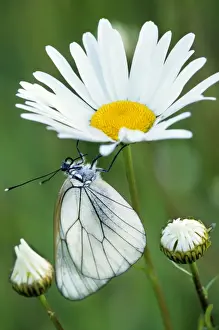 Whites Prints: Black-veined White Butterfly - on Oxeye Daisy (Leucanthemum v) - France
