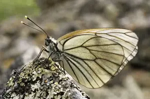 Whites Prints: Black-veined White Butterfly - resting on a stone in a mountain forest June; Sengilen mountain range