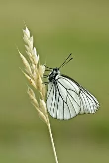 Black-veined white - Underside, resting on dry grass stem