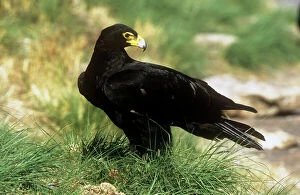 Eagle Collection: Black / Verreaux Eagle - South Africa