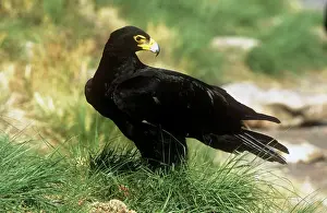 Eagles Prints: Black / Verreaux Eagle - South Africa