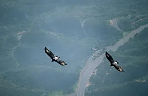 South Africa Gallery: Black / Verreaux Eagle - South Africa - two in flight