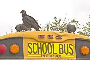 Buses Gallery: Black Vulture / American Black Vulture attacking