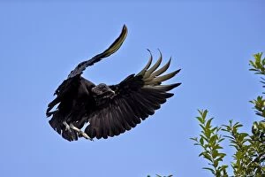 Atratus Gallery: Black Vulture or American Black Vulture in flight