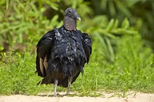 Black Vulture or American Black Vulture Pantanal