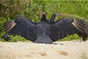 Black Vulture or American Black Vulture sunbathing