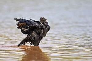 Black Vulture or American Black Vulture taking a