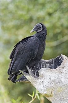 Images Dated 12th January 2009: Black Vulture - Central Florida - USA - January