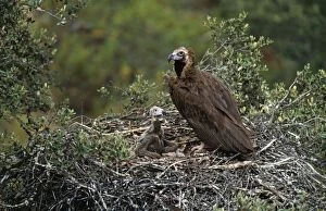 Black VULTURE - with chick at nest